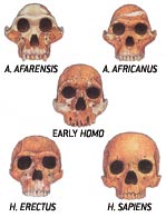5-hominid-skulls.jpg